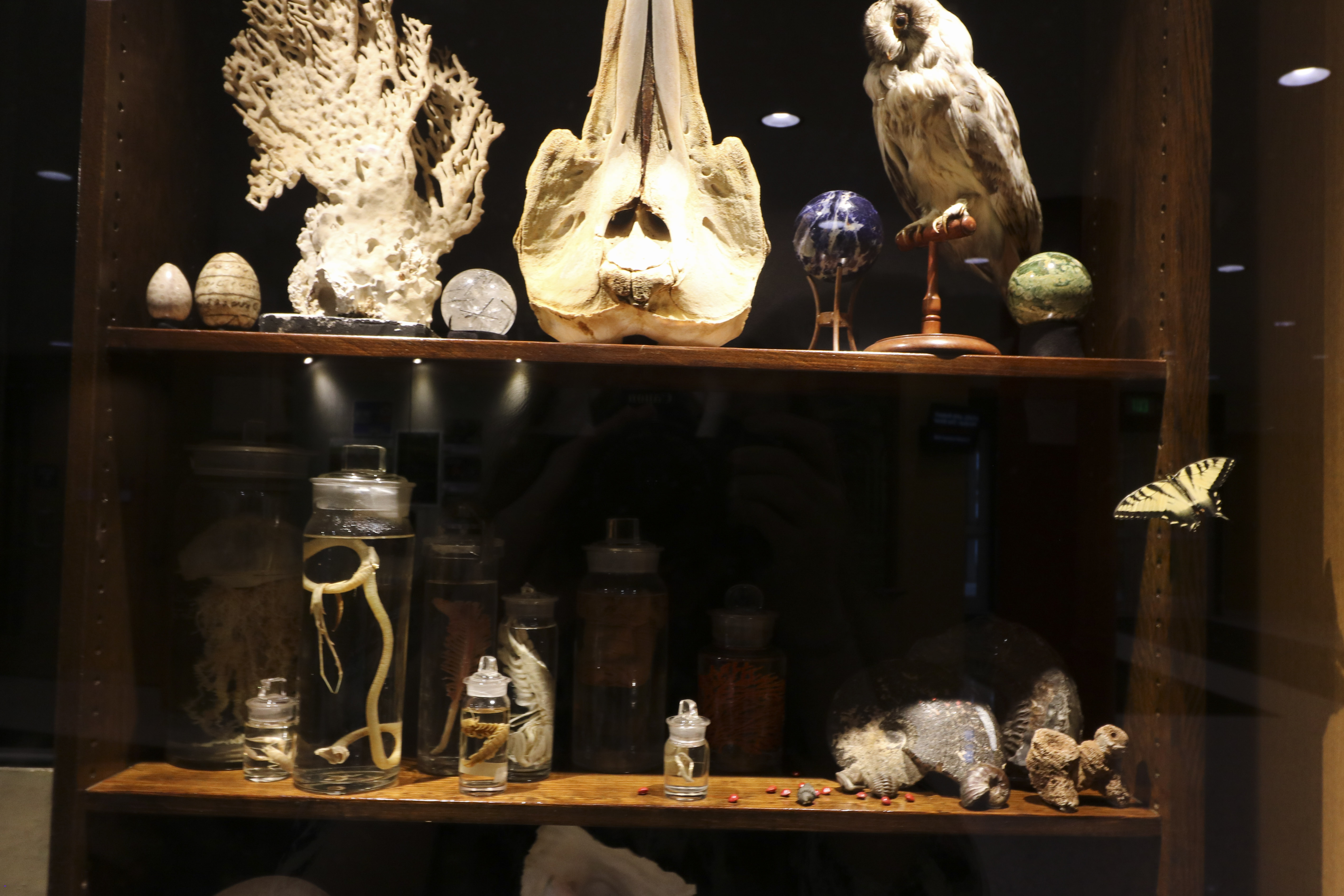 The cabinet of curiosities in the “Shelving the History of Life” exhibit showcases minerals, wet specimens, and shells. Ava Nederlander, Staff Photographer.