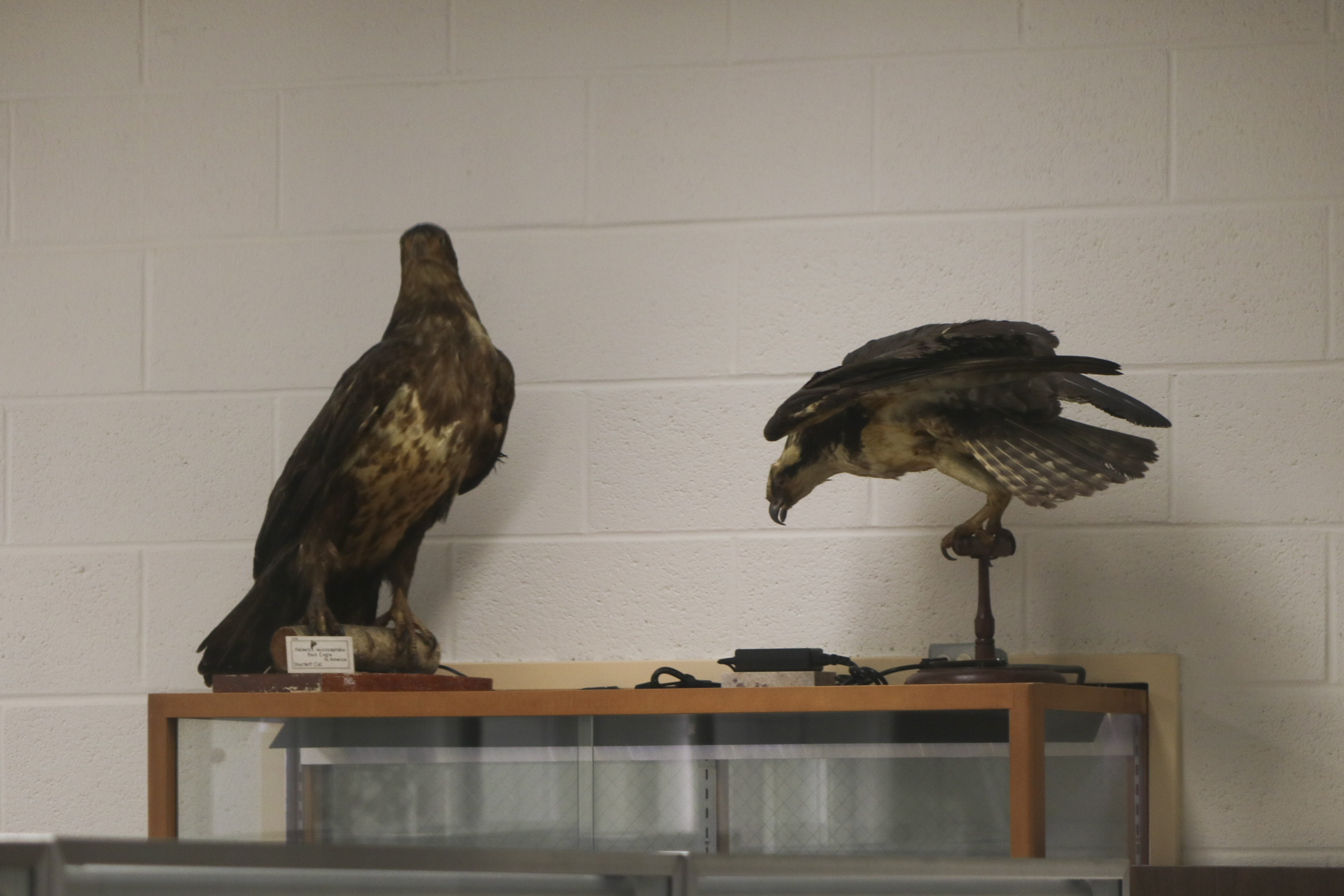 Two restored birds reside in the Joe Webb Peoples Museum. The birds are posed according to photos in The Birds of America by John James Audubon and were restored by a preparator in the Yale Peabody Museum. Ava Nederlander, Staff Photographer.