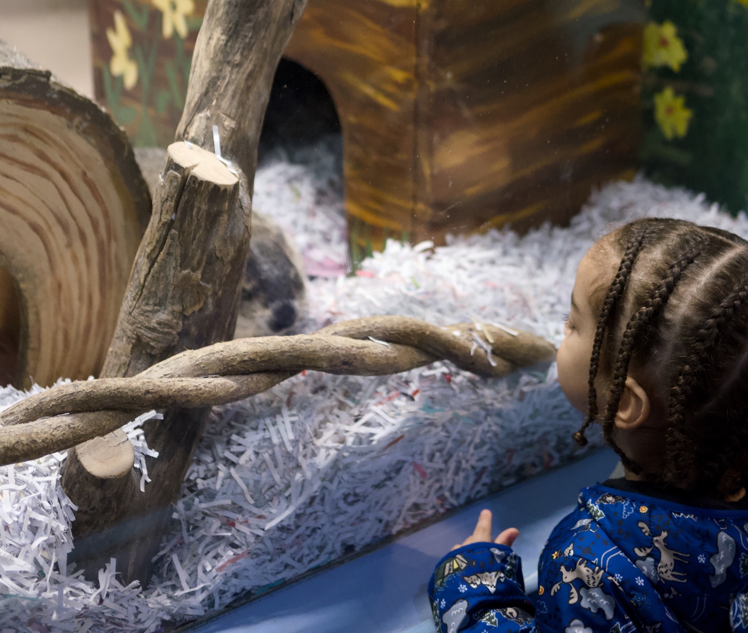 A Brief Missive in Defense of Whimsy: A Groundhog Named Chuckles Controls Your Future